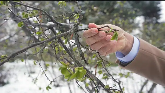 Zirai don teğet geçti