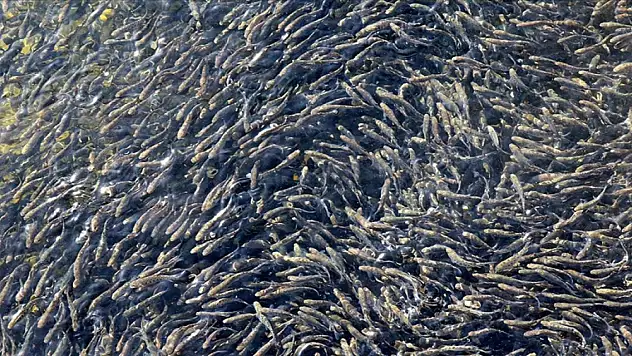 Cumhuriyetin 100. yılında 100 milyon yavru balık kaynaklara bırakılacak