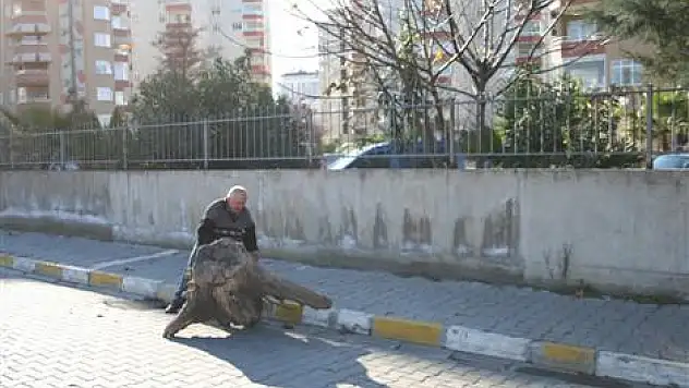 Isınmak için metrelerce kütük yuvarladı!..