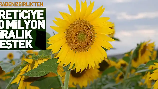 KARADENİZBİRLİK'ten üreticiye 80 milyon liralık destek