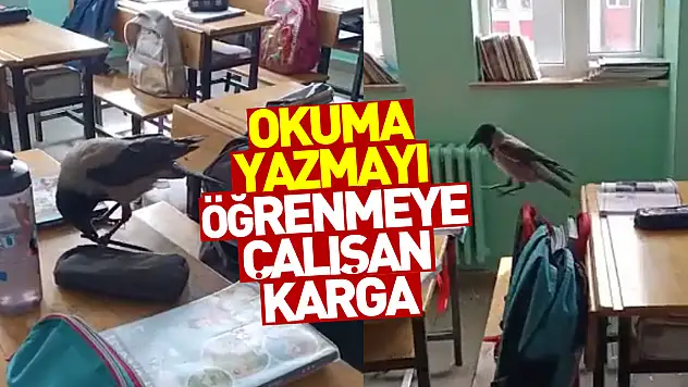 Sınıfa giren karga yemek aradı