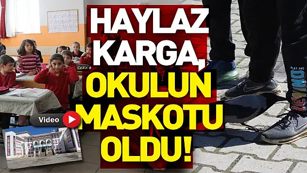 Haylaz karga, okulun maskotu oldu!