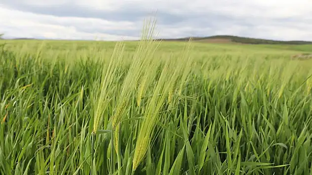 Depremzede çiftçilere son yağışlar 'can suyu' oldu