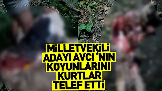 Milletvekili Adayı AVCI 'nın koyunlarını kurtlar telef etti.
