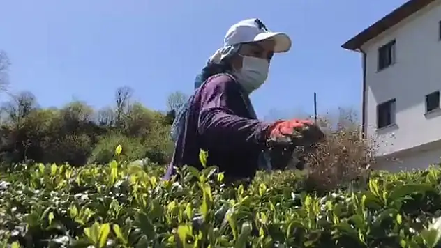 Doğu Karadeniz'de 2023 yılı yaş çay sezonu hazırlıkları başladı