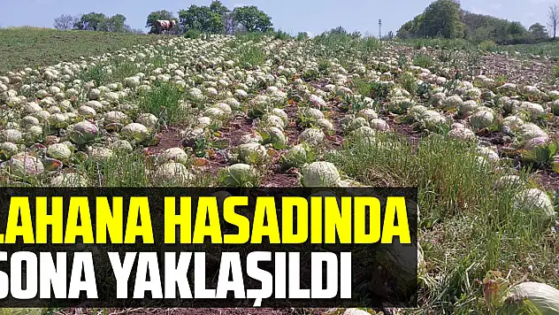 Bafra Ovası'nda lahana hasadında sona yaklaşıldı