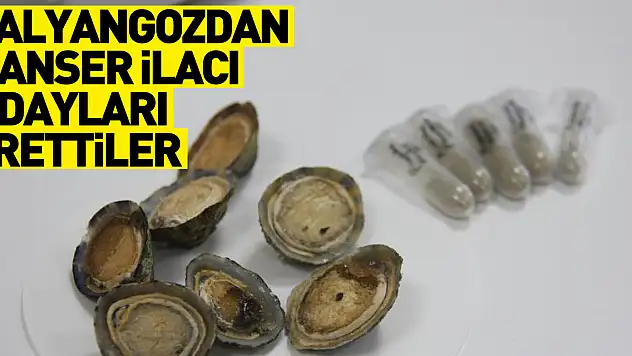 Deniz salyangozundan kanser ilacı adayları ürettiler