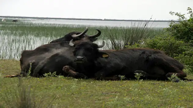 Samsun'da manda yetiştiriciliği