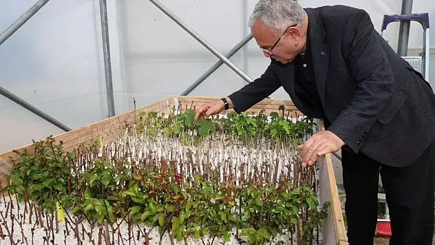 Ata tohumları Ordu'da gün yüzüne çıkıyor