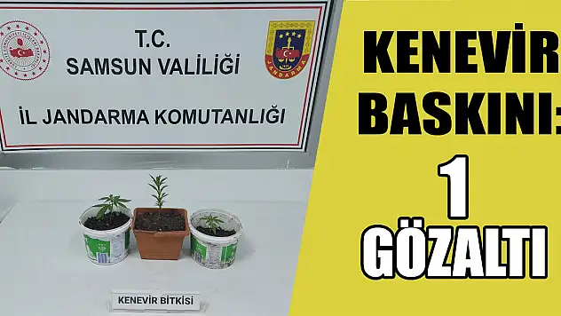 Kenevir baskını:1 gözaltı