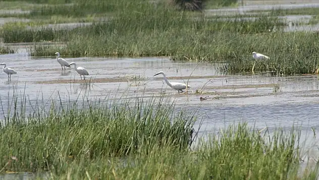 Türkiye genelinde 142 sulak alanda 2 milyon 41 bin 479 su kuşu sayıldı