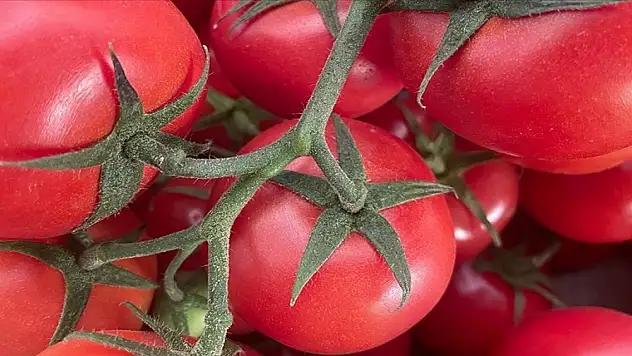 Rusya'ya domates ihracatında kota artırıldı