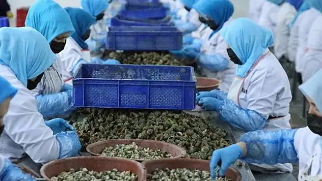 Türkiye ocak-mart döneminde deniz salyangozu ihracatından 5,6 milyon dolar kazandı