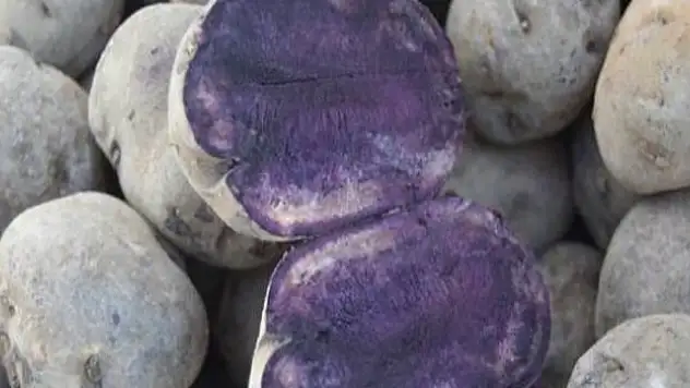 Mor patates deneme ekimi