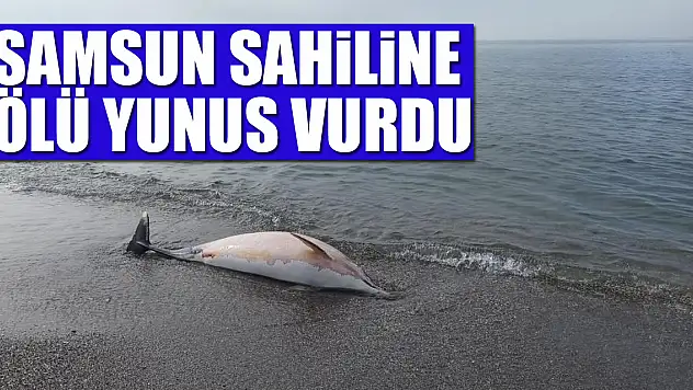 Samsun sahiline ölü yunus vurdu
