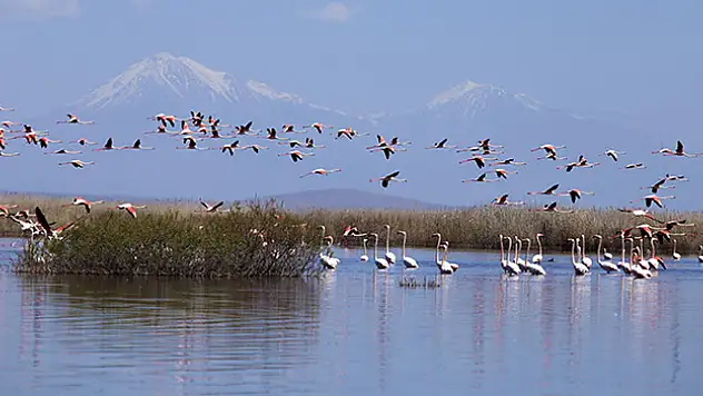 Akgöl sazlıkları flamingolarla hareketlendi