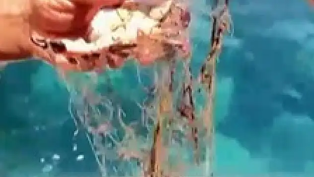 Ağa takılan yengeçler kurtarıldı