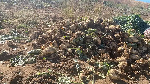Ağrı'da şeker pancarı hasadı devam ediyor