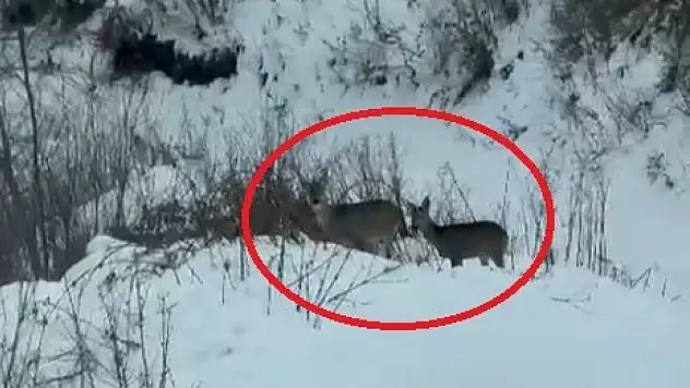 Akdağ'da karacalar görüntülendi