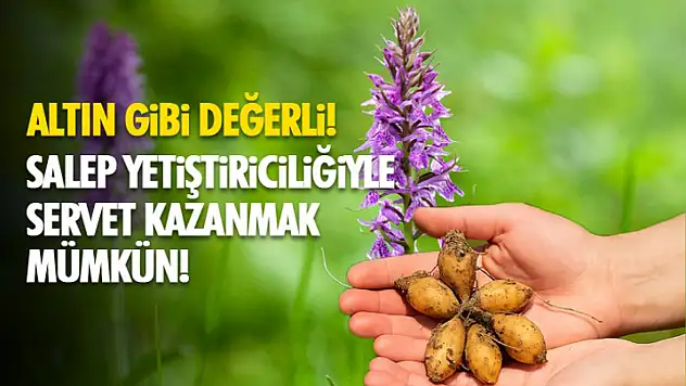 Altın Gibi Değerli: Salep Yetiştiriciliğiyle Servet Kazanmak Mümkün!