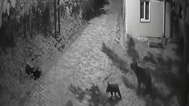 Anne ayı ve yavrularının dut yeme anları