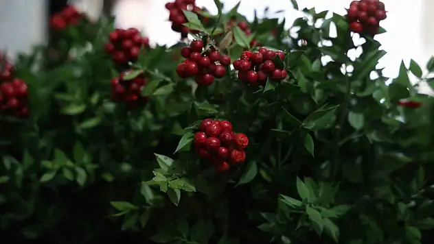Aralık ayının en çok tercih edilen çiçeği kokina oldu