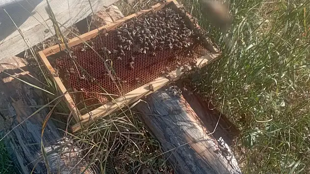 Arı kovanlarına zarar veren ayı görüntülendi