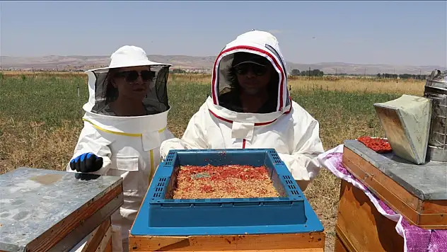 Arıcı kardeşler verimi artırdı