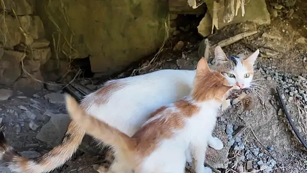 Avını yemedi yedirdi !