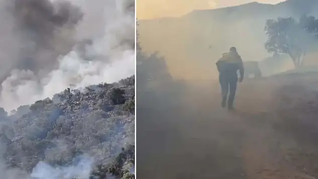 Aydın'da orman yangını! Rüzgarın etkisiyle yayıldı