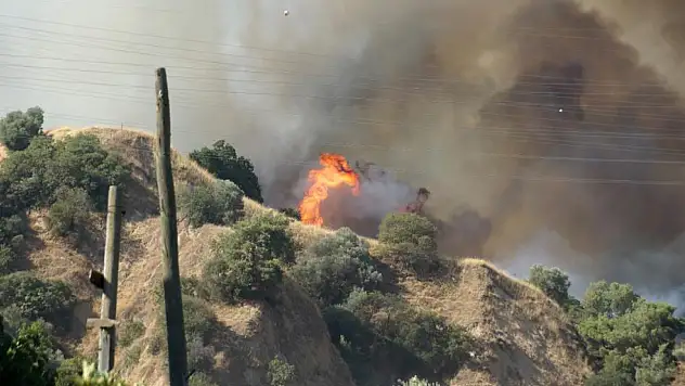 Aydın Efeler'de Zirai Alanda Başlayan Yangın Ormana Sıçradı