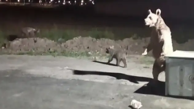 Ayı saldırısından son anda kurtuldu