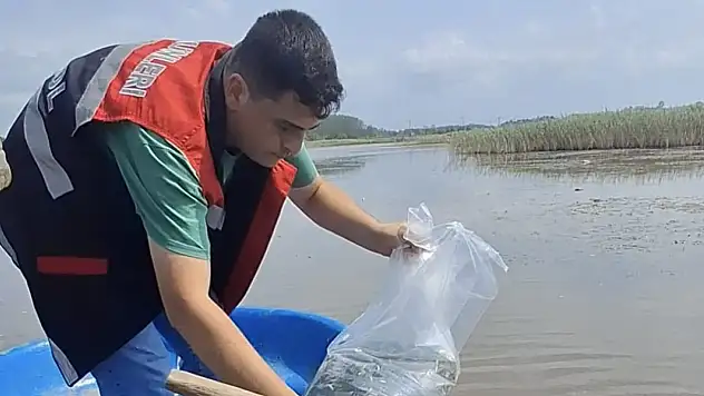 Aynalı Göl'e 50 Bin Yavru Sazan!