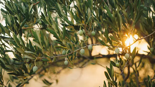 Ayvalık'ta yılın ilk zeytin hasadı yapıldı