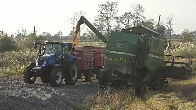 Bafra çeltiğinde hasat zamanı