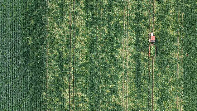 Bafra'da 75 Bin Ton Karnabahar Rekoltesi Bekleniyor