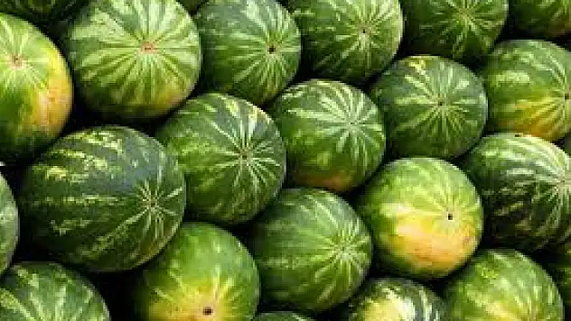 Bafra'da 94 bin 500 ton rekolte beklentisi