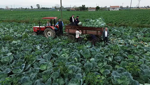 Bafra'da beyaz lahana hasadı başladı