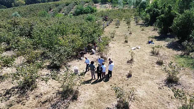 Bafra'da Fındık Hasadı: Üreticiler Verim ve Maliyetlerden Yakındı