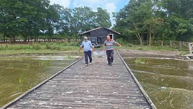 Bafra'da ki Çernek Gölü'ne yavru sazan balıkları salındı