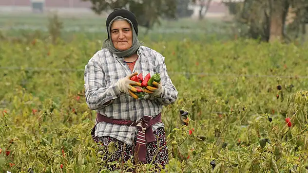 Bafra Ovası'nda kapya biber hasadı devam ediyor