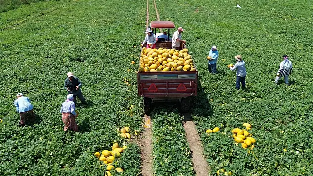 Bafra Ovası'nda kavundan beklenti yüksek