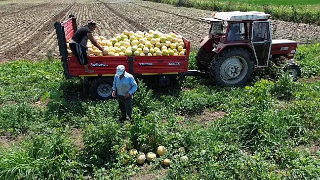 Bafra Ovası'ndan Türkiye'ye Tatlı Lezzet: Süheyla Kavunu