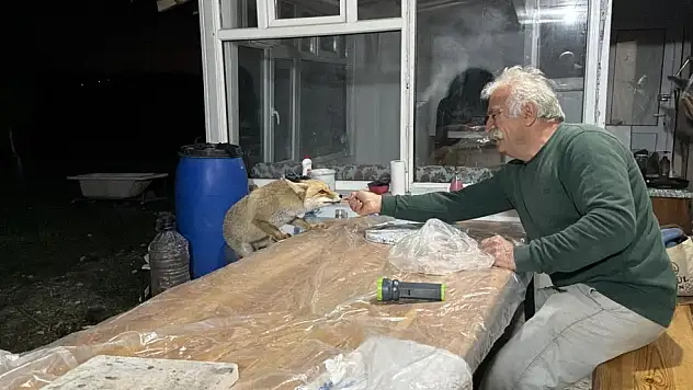 Bağ evine gelen Tilkiler, sevimli anlara sahne oluyor