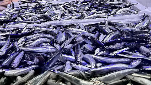Balıkçı tezgahlarında hamsi bolluğu yaşanıyor