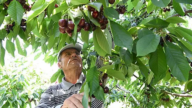 Bardağa sığmayan kirazlar yurt dışına