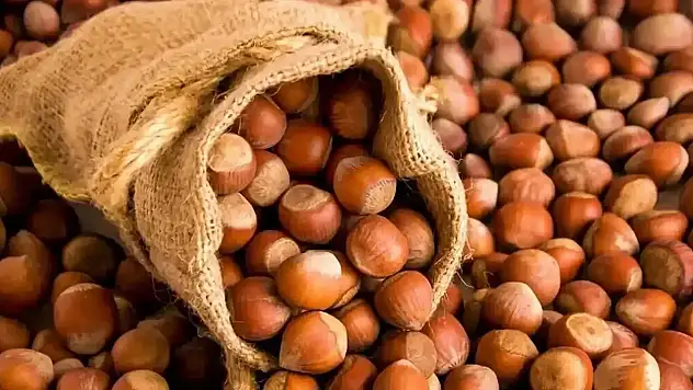 Bartın'da Fındık Fiyatları 14 Kasım 2025