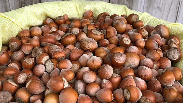 Bartın'da Fındık Fiyatları 15 Kasım 2025'te ne kadar Kilogram Rakamları