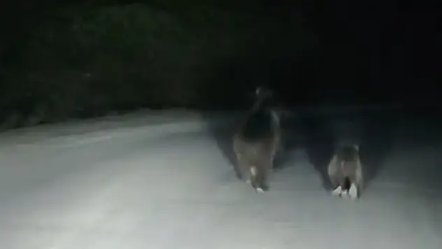 Bartın'da yol kenarında ayı ve yavrusu görüntülendi