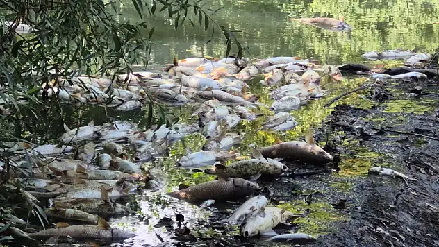 Bartın ırmağında balık ölümü yaşanıyor
